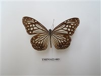 藏品(絹斑蝶)的圖片